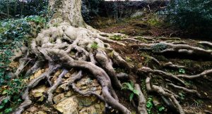 Roots